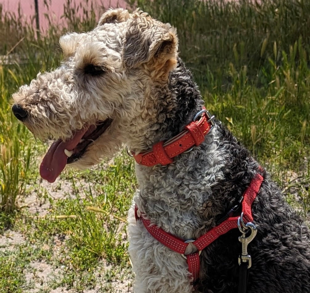 Wines on Main "Paint Your Pet" with ArtSocial 805