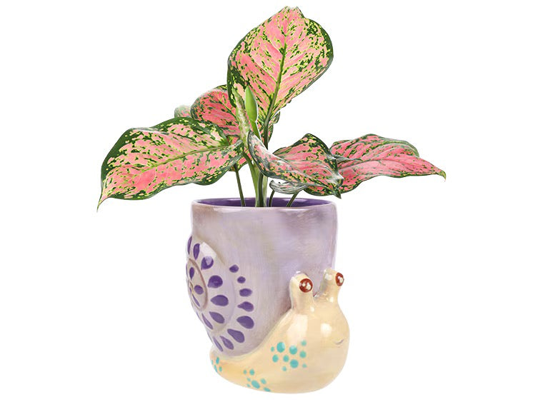 3203 Snail Container